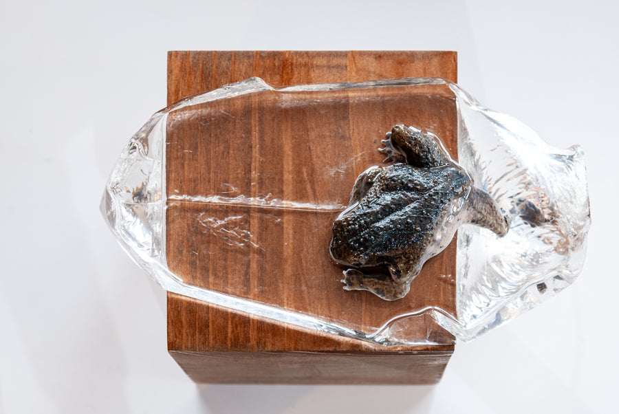 【ガラリshowcase】河﨑海斗　金工工芸品　「画狂乃蛙」