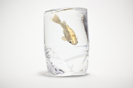 【ガラリshowcase】　【個展作品】河﨑海斗　金工工芸品・鋳金作家　「黄粉メダカ」②